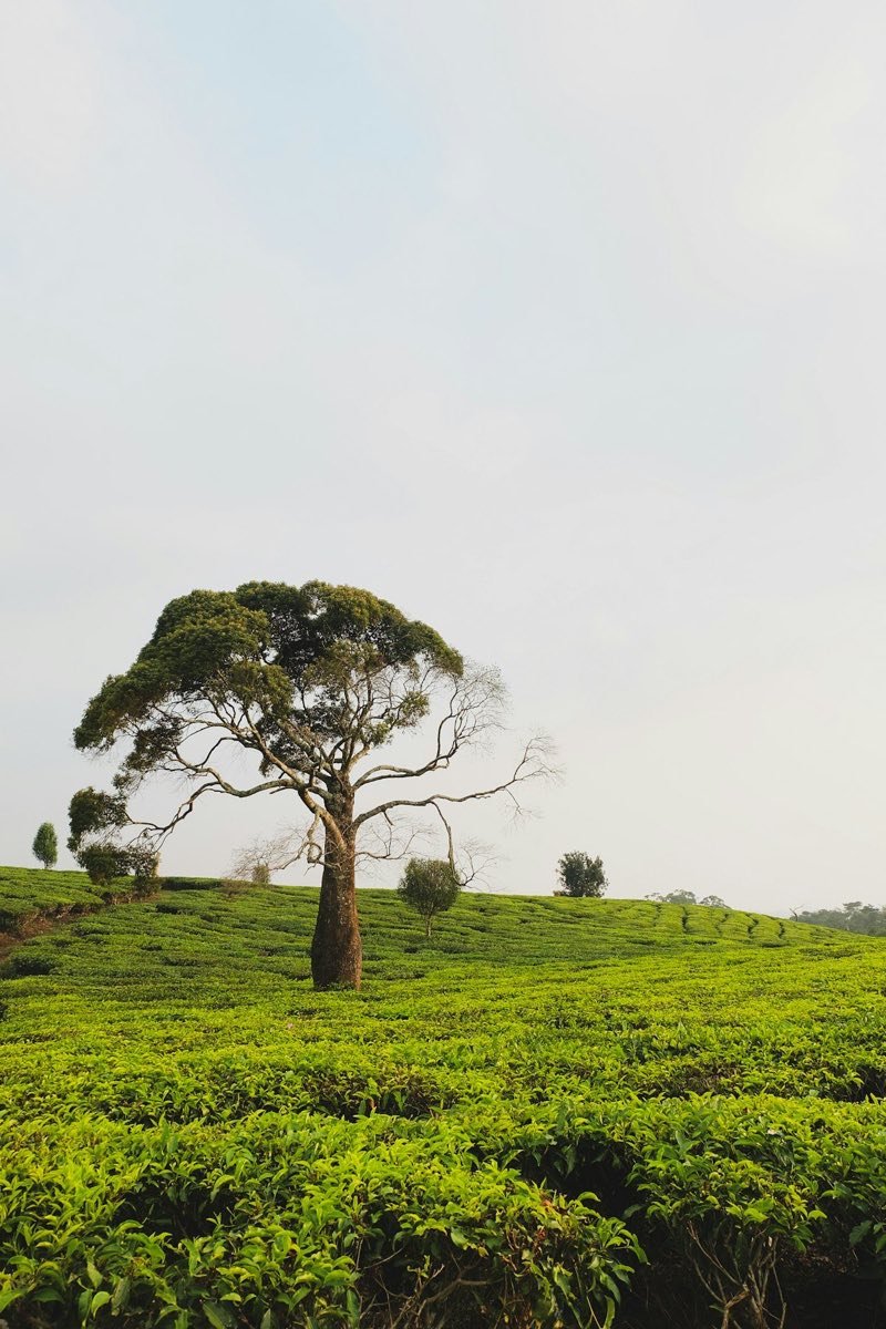 Cool highland scenery in Bandung, an alternative short-haul destination to Bali or Phuket