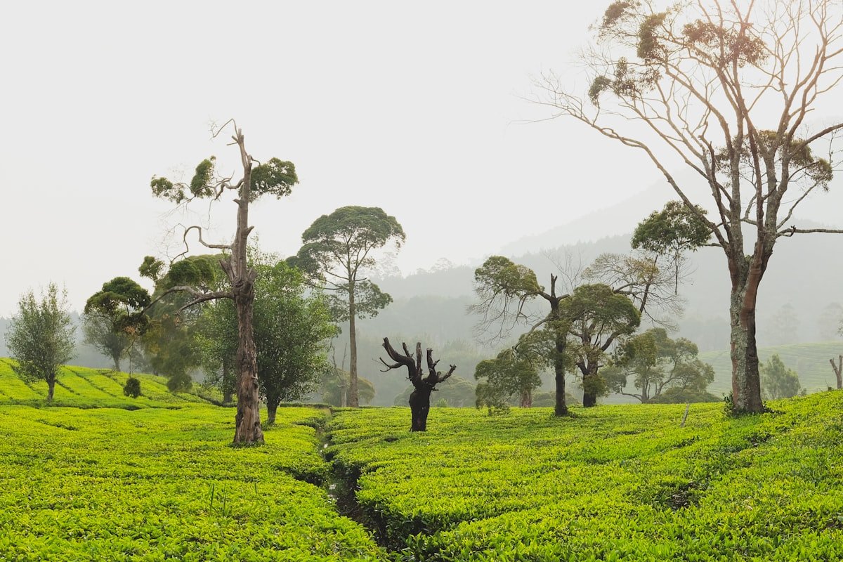 Tea plantation in the West Java highlands, one stop on a longer Indonesia itinerary