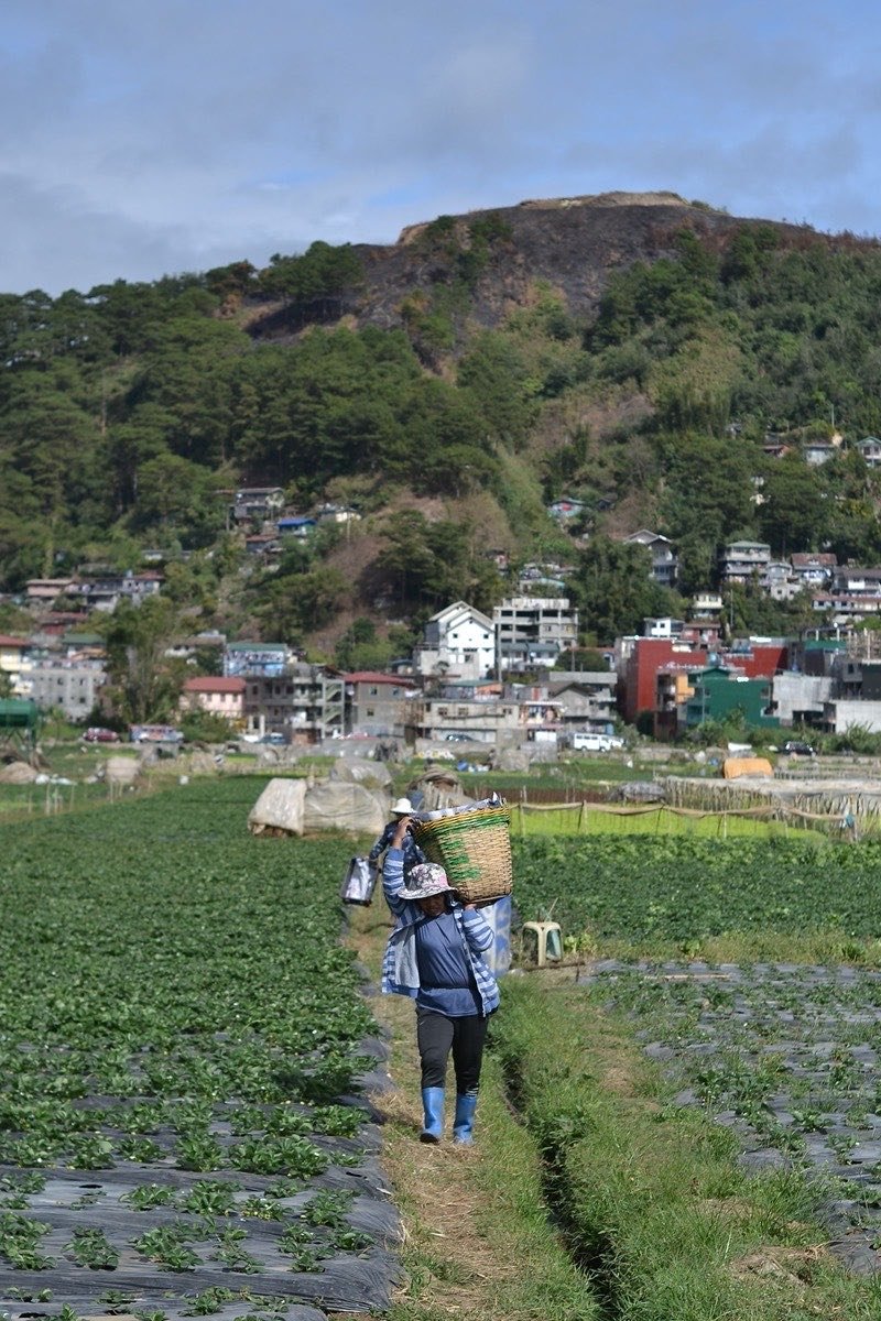 A strawberry farm on a cool hillside in the Lembang highlands near Bandung