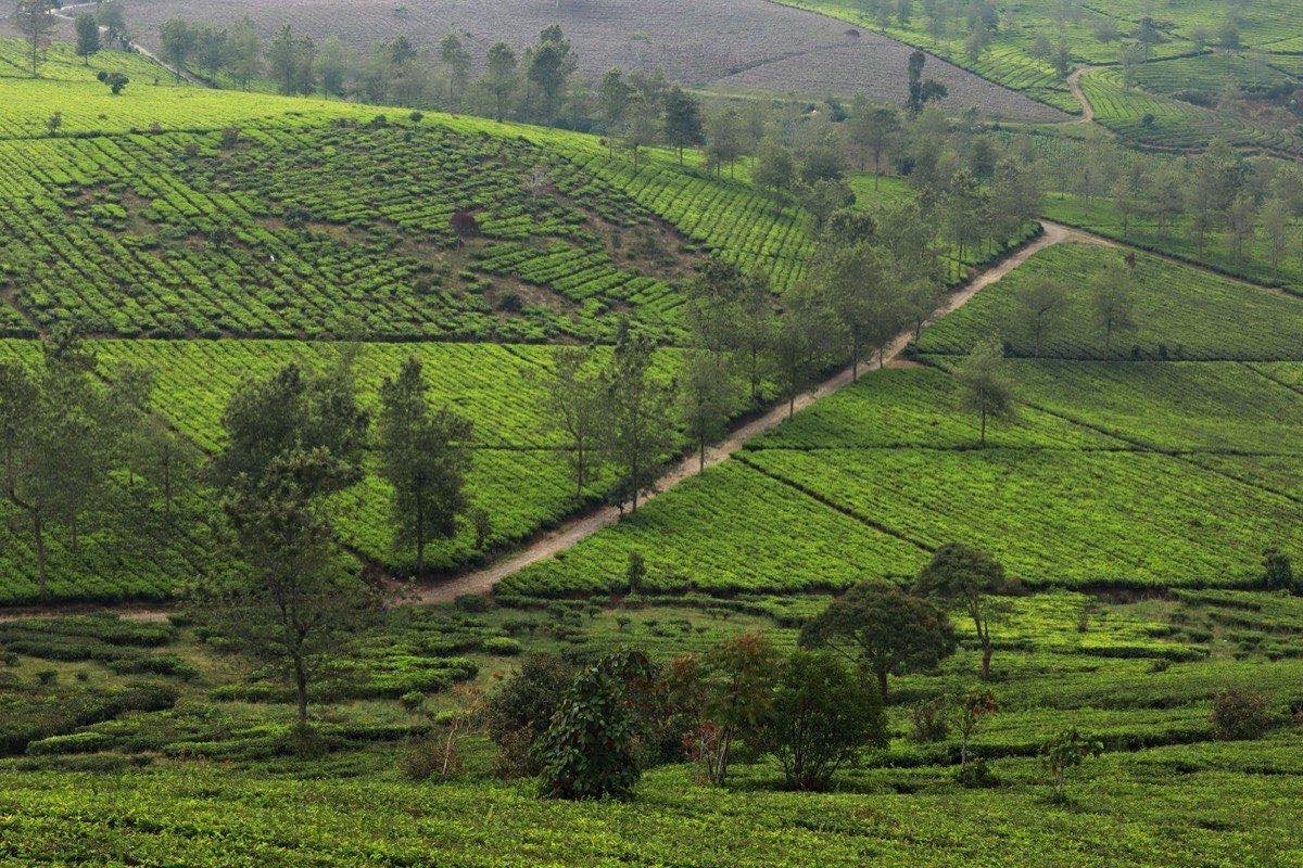 Green tea plantation in the highlands, near the Puncak area